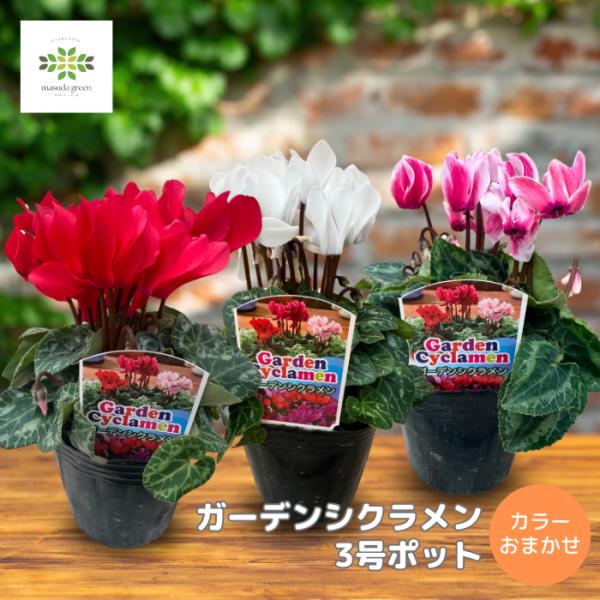 ガーデンシクラメン 苗 3号ポット ガーデニング 花苗 花壇 庭 鉢 寄せ植え カラーおまかせ 耐寒...
