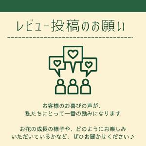 ぶどう 苗木 ピオーネ 2年生 5号 ロングポ...の詳細画像5