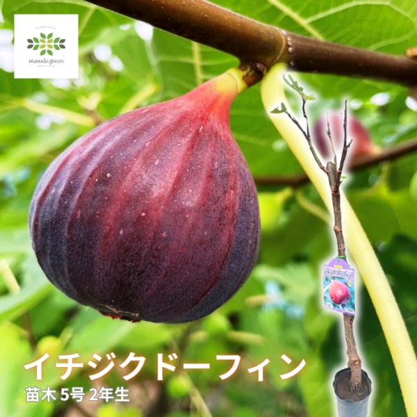 イチジク 苗 ドーフィン 2年生 5号 苗木 果樹苗 いちじく 無花果 果物 くだもの 果実 ガーデ...