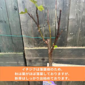 イチジク 苗 ドーフィン 2年生 5号 苗木 ...の詳細画像4