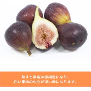 イチジク 苗 ドーフィン 2年生 5号 苗木 ...の詳細画像2