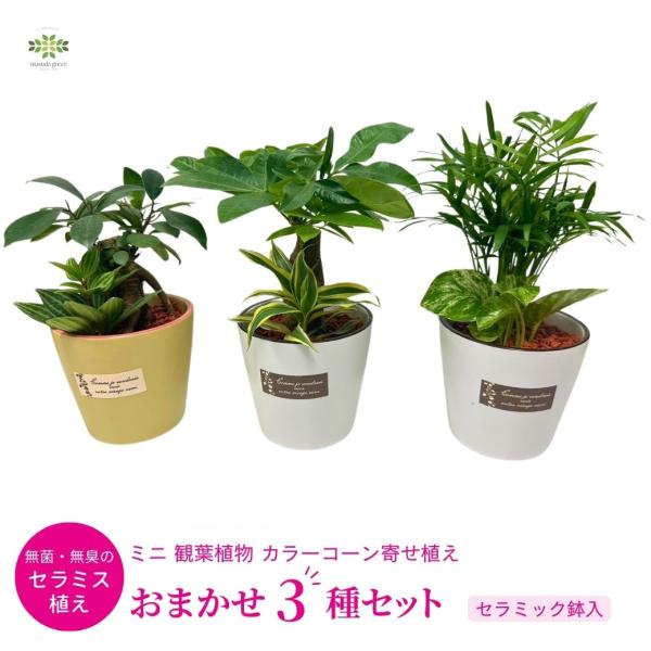 ミニ 観葉植物 カラーコーン寄せ植え おまかせ3種セット セラミス植え セラミック鉢 送料無料 ギフ...