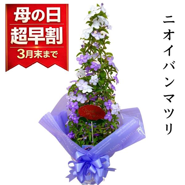 母の日 2026 ギフト ニオイバンマツリ アメリカジャスミン  タワー仕立て 5号 鉢植え 爽やか...