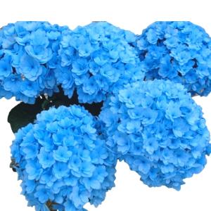 母の日 2026 サファイアクイーン アジサイ...の詳細画像2