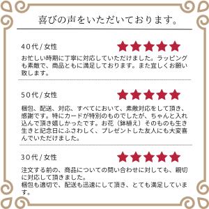 母の日 2026 サファイアクイーン アジサイ...の詳細画像4