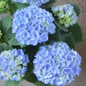 母の日 2026 サファイアクイーン アジサイ...の詳細画像3