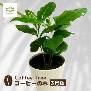 コーヒーの木 観葉植物 7号/1個売り 果樹の苗 果樹の苗木 コーヒー