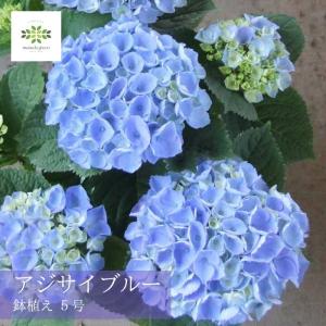 アジサイ ナユタ ブルー4．5号鉢（ラッピングなし ご希望でお付けし
