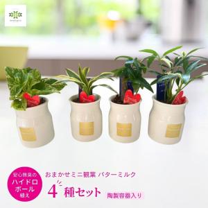 父の日 ギフト ミニ観葉 バターミルク 4種セット ハイドロボール植え 陶製容器入 ハートピック付 観葉植物 プレゼント かわいい｜masudagreen1