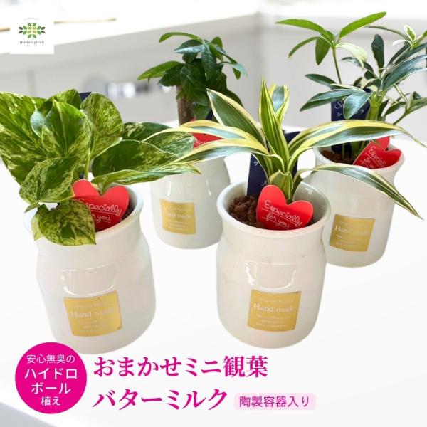 父の日 おまかせ1種 ミニ観葉 バターミルク ハイドロボール植え 陶製容器入 ハートピック付 シェフ...