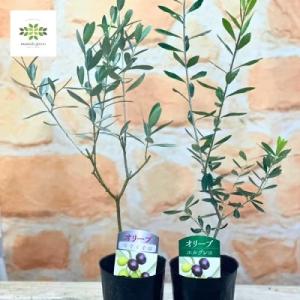 オリーブ ひなかぜ 9cmポット苗1株 常緑高木 家庭樹 シンボルツリー