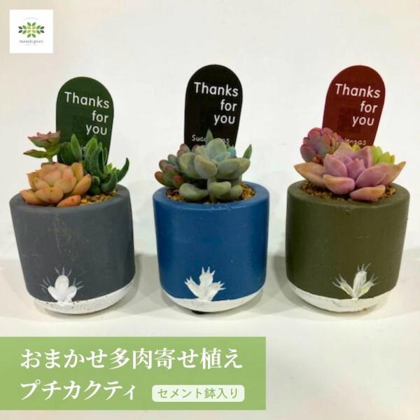 父の日 ギフト 多肉植物 寄せ植え おまかせ 寄せ植え プチカクティ セメント鉢入 かわいい コンパ...