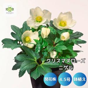 予約販売 クリスマスローズ 苗 大和園さん オリジナル交配 実生苗 y-03