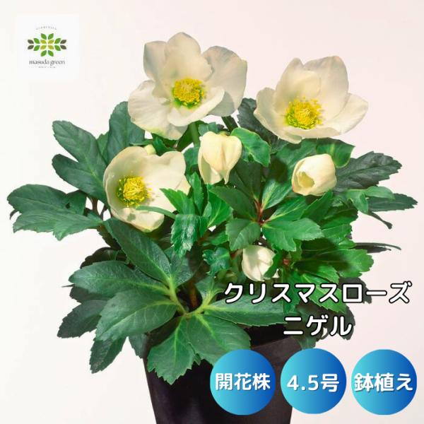 クリスマスローズ ニゲル 冬の貴婦人 純白 開花株 4.5号 鉢植え フラワーギフト プレゼント