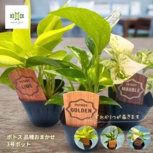 ポトス 苗 3号ポット 品種おまかせ 1ポット ゴールデン マーブル ライム Pothos 観葉植物 寄せ植え つる性