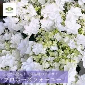 母の日 「遅れてごめんね」ギフト プレゼント プロポーズ フォーユー 希少 アジサイ 紫陽花 鉢植え...