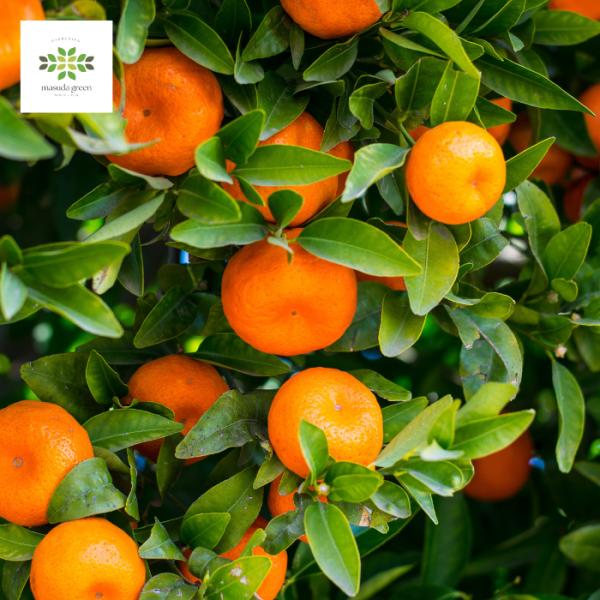 温州みかん 苗木 2年生 4.5号 ロングポット 蜜柑 ミカン 柑橘類 果樹苗 常緑 初心者 プレゼ...