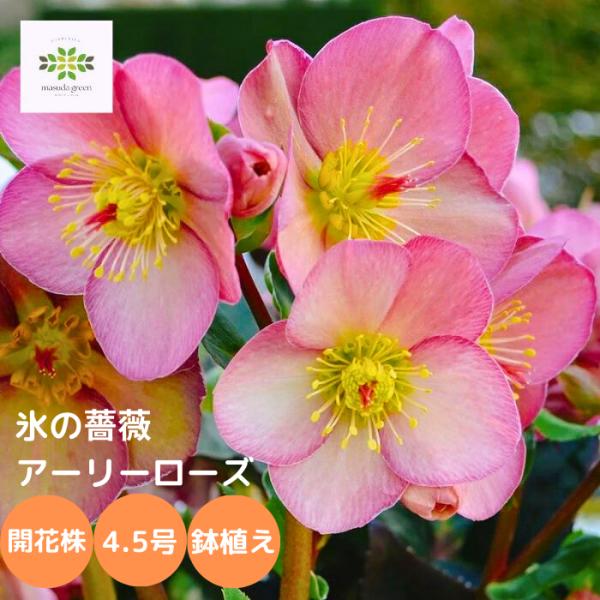 クリスマスローズ 氷の薔薇 鉢植え アーリーローズ 4.5号 開花株 花付き フラワーギフト クリス...
