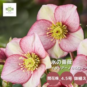 クリスマスローズ苗 [HGC雪の妖精グランドレッド] 4.5号鉢 Ice N'roses