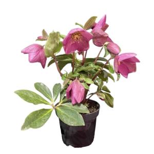 クリスマスローズ ラベンダーピンク 鉢植え 4...の詳細画像4