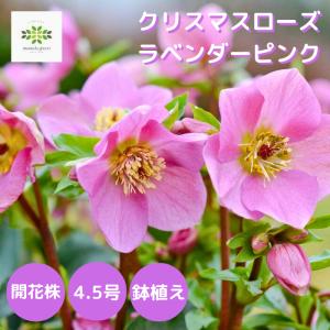 クリスマスローズ ラベンダーピンク 鉢植え 4...の詳細画像1