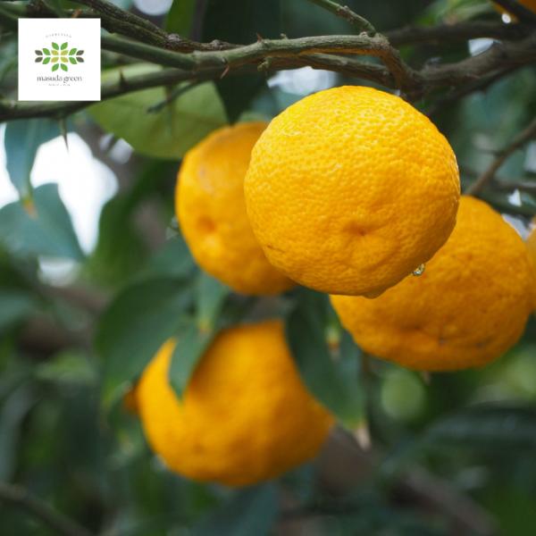 大実ユズ 本柚子 ゆず 苗木 2年生 4.5号 ロングポット 果樹苗 柑橘苗 鉢植え 庭植え 家庭菜...