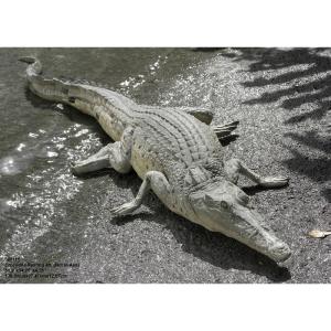 休息するクロコダイル リアル 実物大 大型 ワニ 大きい 動物 爬虫類 置物 インテリア FRP オブジェ フィギュア 飲食店 水族館 動物園 博物館 店舗 看板 fr080111