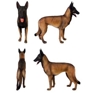 ベルギー 犬 かわいい ベルジアン シェパード...の詳細画像1