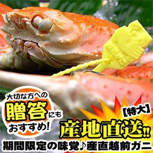 【送料無料】でゆで立て産地直送！未冷凍越前かに・大サイズ750g前後×1匹（約2人前）越前蟹・越前がに・お歳暮ギフト