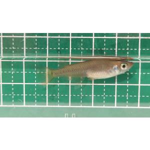 キタノメダカ　若親　8匹　信濃川水系累代飼育個体