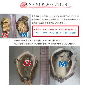 岩牡蠣 殻付き牡蠣 産地直送 長崎県 九十九島...の詳細画像5