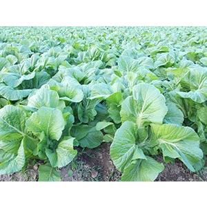 青たかな2.5kg詰め合わせ 送料無料(北海道...の詳細画像3