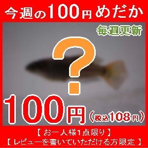 （メダカ）今週の100円めだか　楊貴妃めだか 稚魚 SS-Sサイズ 10匹セット（お一人様１点限り）
