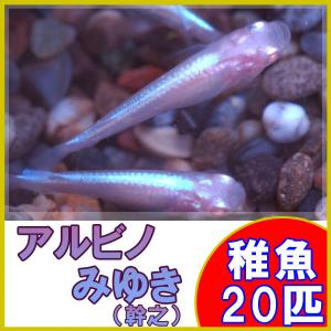 (メダカ)アルビノみゆき(幹之)めだか 未選別 ...の商品画像
