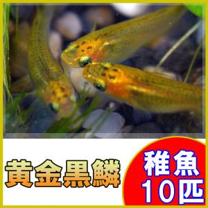 (メダカ)黄金黒鱗めだか 稚魚 SS-Sサイズ ...の商品画像