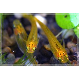 (メダカ)黄金黒鱗めだか 稚魚 SS-Sサイズ...の詳細画像1