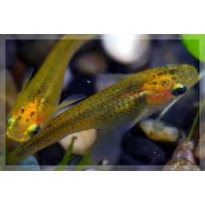 (メダカ)黄金黒鱗めだか 稚魚 SS-Sサイズ...の詳細画像2