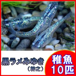 （メダカ）黒ラメみゆき（幹之）めだか 虹色ラメ 未選別 稚魚 SS-Sサイズ 10匹セット