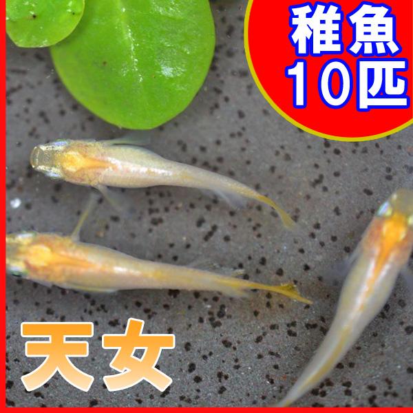 （メダカ）天女めだか 稚魚 SS-Sサイズ 10匹セット