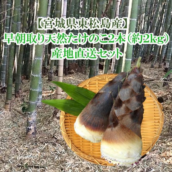 【4月22日より順次発送】【宮城県東松島産】　早朝取り 天然 たけのこ（孟宗竹） ２本 直送セット（...