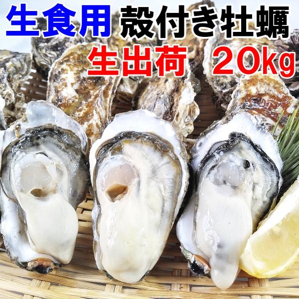 即日出荷可能 生牡蠣 生食用 殻付き牡蠣 20kg（約140-280粒）松島牡蠣屋 カキ 牡蛎 貝類...