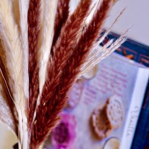 パンパスグラス Bセット Pampas gra...の詳細画像3