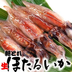 朝とれ！ほたるいか（生）約500g　（山陰沖産）　ホタルイカ・蛍烏賊