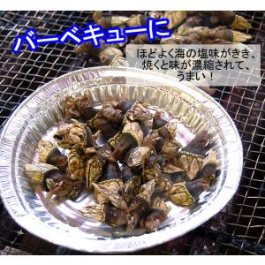 希少なサイズ 亀の手(カメノテ)(冷凍)選りす...の詳細画像4