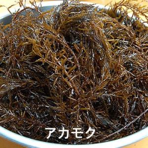 とれたままを冷凍　生アカモク（冷凍）約200g 山陰産（国産）とれたてのアカモクを急速冷凍しました。...