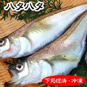 ハタハタ（冷凍）特大 4〜5尾で約450-500ｇ（内臓除去済）兵庫県産 下処理済み 解凍後、すぐに...