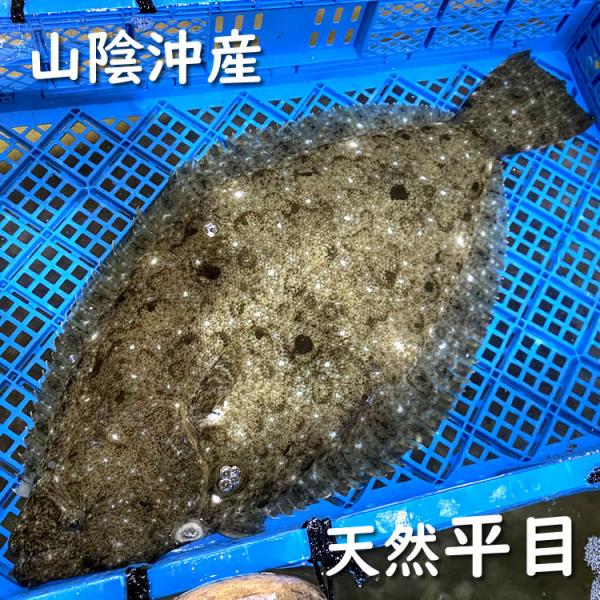 活・天然ヒラメ（生）　1尾　約5.0-5.9ｋｇ前後　（浜坂産）　活かしてますので、発送直前に〆てお...