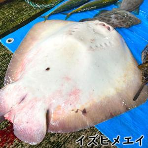 イズヒメエイ切身　小（冷凍）約350-400ｇ（浜坂産）（...