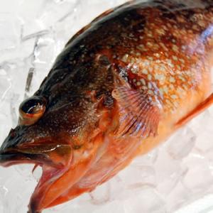 カサゴ（調理済・生冷凍）　1尾　約16-18cm前後　（浜坂産）　（かさご・ガシラ）