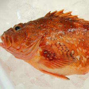 カサゴ（調理済・生冷凍）　1尾　約18-20cm前後　（浜坂産）　（かさご・ガシラ）